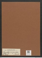 Synedra angustata Kuetz. (de-Toni-Nr.: Genus 66, Species 2639) Zeichnungen Sammlung Grunow Mappe 02843 (Herbarium_W_Grunow_drawings_Folder_02843)